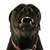 Employing a Guard Dog at Your Home
